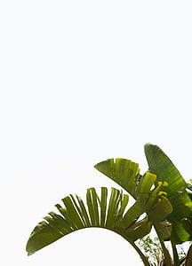Palm, rastlín, Zelená, Stredomorská, palmových listov, palmy, Leaf