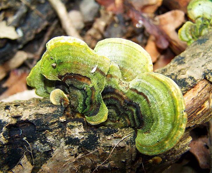 fungo de material inflamável, verde, cogumelo da floresta