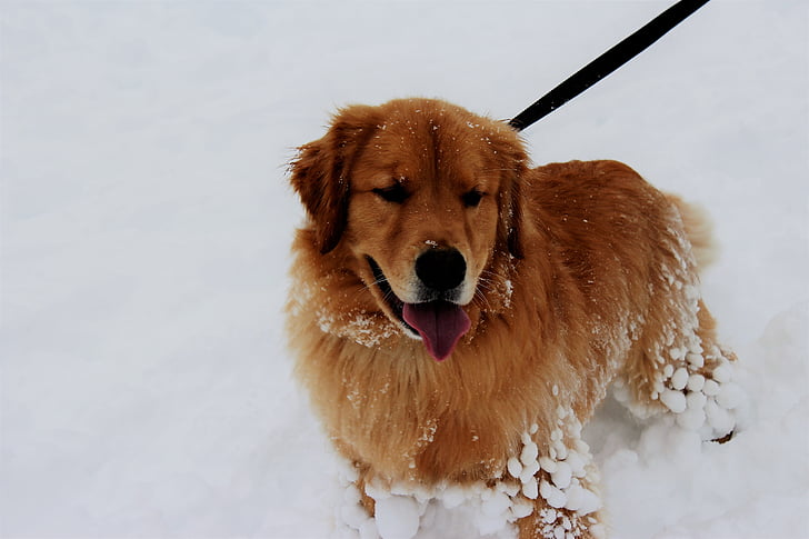 snow, dog, pet, winter, outdoors, pets, animal