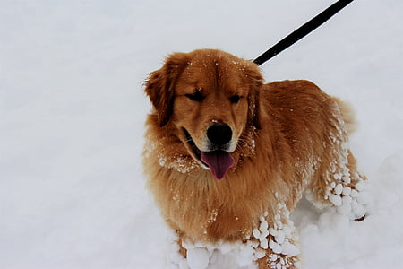 หิมะ, สุนัข, สัตว์เลี้ยง, ฤดูหนาว, กิจกรรมกลางแจ้ง, สัตว์เลี้ยง, สัตว์
