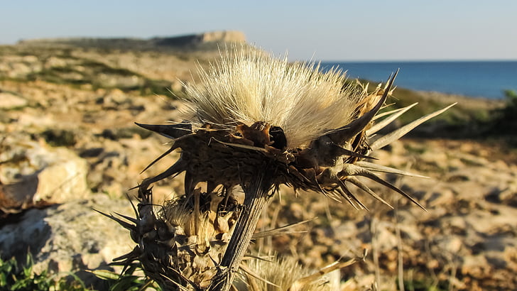 trny, Kypr, Cavo greko, Národní park, Flora