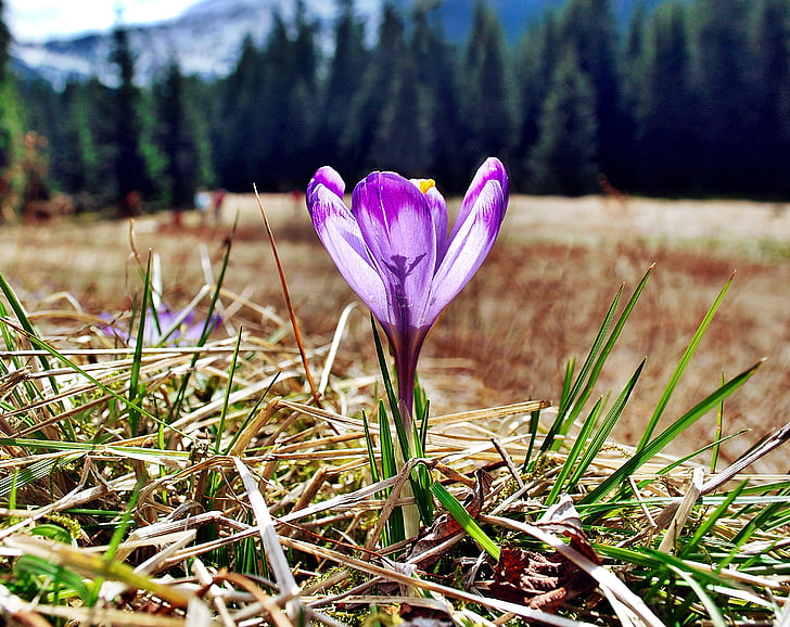 krokas, Tatrai, gėlės, pavasarį, Polyana, gėlė, violetinė