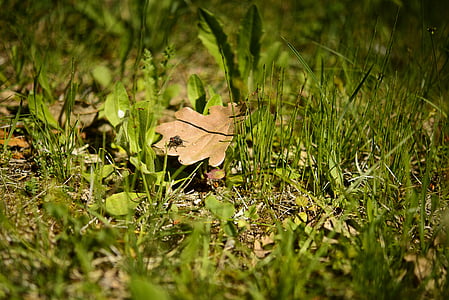 pre, fly, oak leaf, prairie, nature, grass
