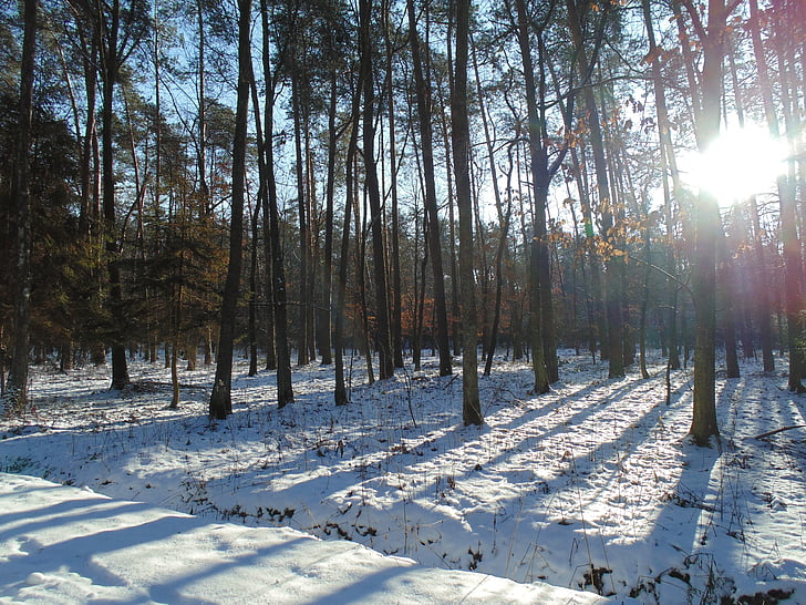 metsa, puud, loodus, puit, talvel, lumi, külma temperatuuri