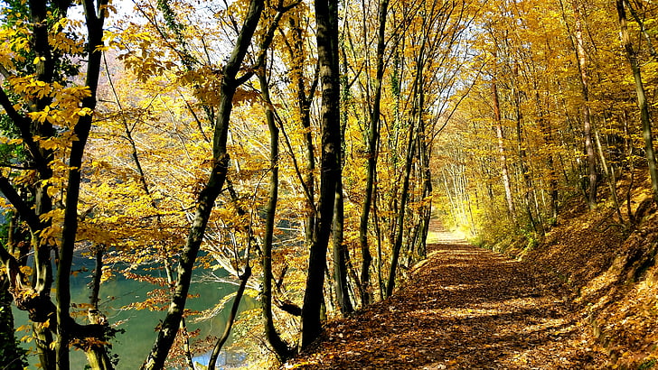 jesen, lišće, žuta, priroda, jezero, stabla, godišnja doba