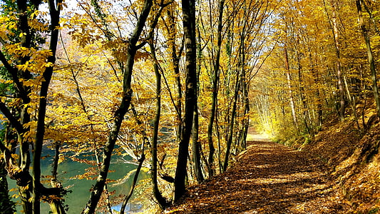 hösten, lövverk, gul, naturen, sjön, träd, säsonger