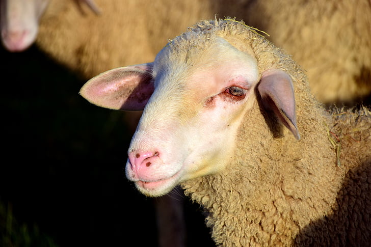 aitas, sheepshead, vilna, dzīvnieku, lopkopības, ganības, lauksaimniecība