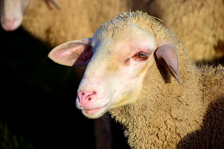 Schafe, Schafkopf, Wolle, Tier, Vieh, Weide, Landwirtschaft