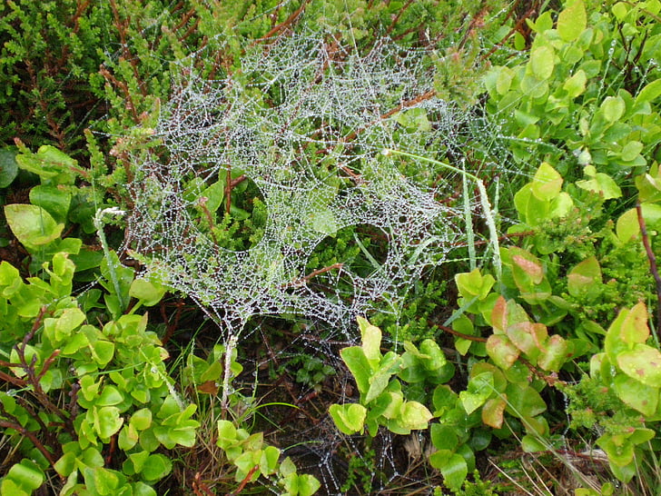 cobweb, dew, spider webs, autumn, nature