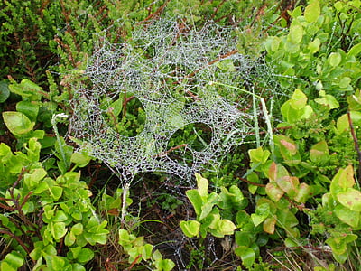 cobweb, dew, spider webs, autumn, nature