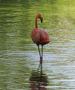 rosa flamingo, fuglen, stående stående, jakt, natur, dyreliv, eksotiske