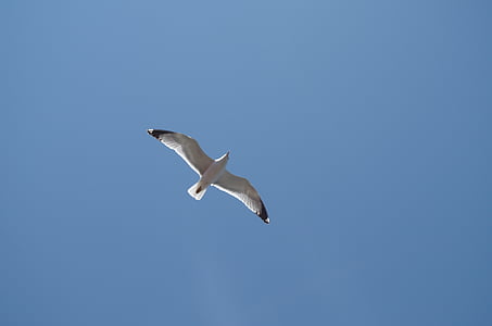 seagull, blue sky, bright sky