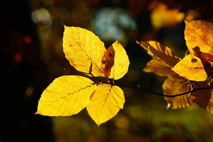 bukového listí, větev, buk, strom, podzim, padajícího listí, listy