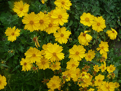 Cosmos augu, dzeltena, ziedi, brīnišķīga pavasara ziedi, Pavasaris, plaukstošu ziedu