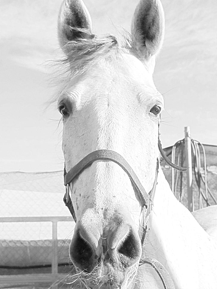 Mare, kůň, koňské hlavy, zvíře, jezdecké, jízda, zvířecí portrét