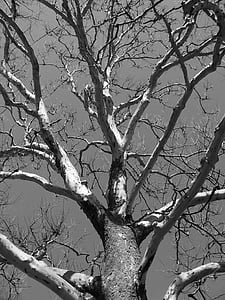 arbre, morte, hiver, branches, sans vie, écologie, nature