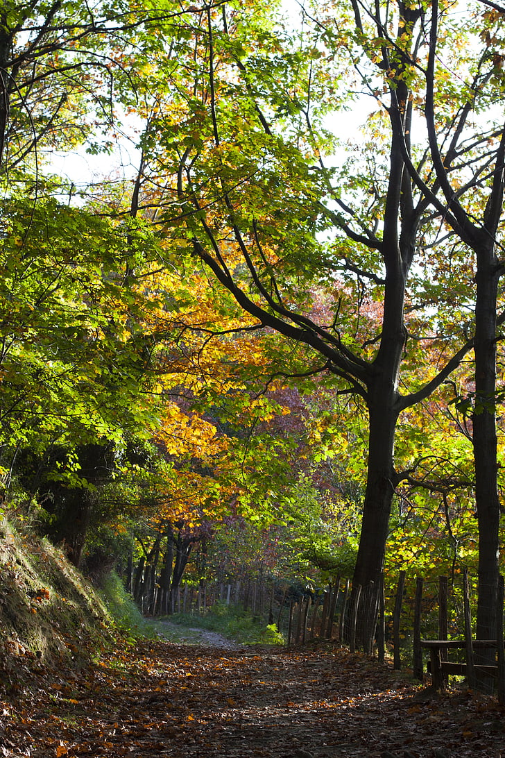 pagoeta, šuma, jesen, priroda, put, krajolik, jesenje šume