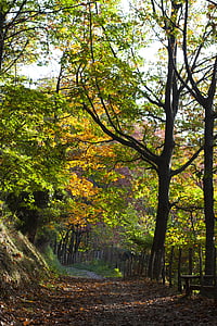 Pagoeta, foresta, autunno, natura, percorso, paesaggio, foresta di autunno