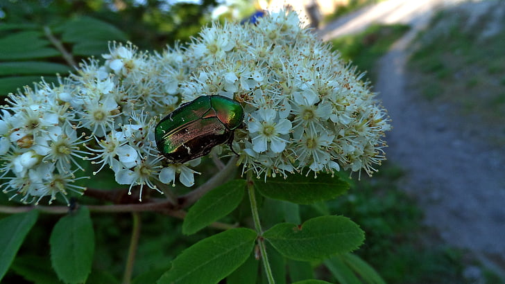 kumbang, bunga, hijau, serangga, Taman bunga, tanaman, alam