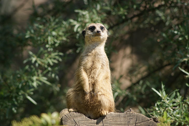 animais, Meerkat, África, jardim zoológico
