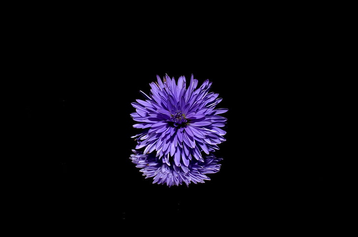 aster, flower, purple, nature