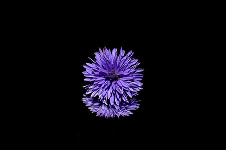 Teresė, gėlė, violetinė, Gamta