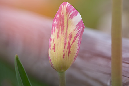 Hoa, thực vật, Tulip, màu hồng, đóng cửa, Sân vườn, mùa xuân