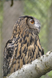eagle owl, raptor, large, bird, nocturnal, bill, animal