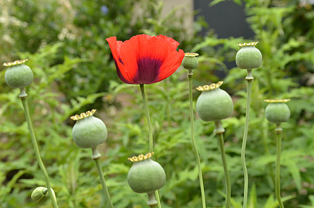 garden, green, poppy, red, seed, seed box, plant