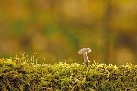 mushroom, autumn, tree fungus, nature, forest, moss, fungus
