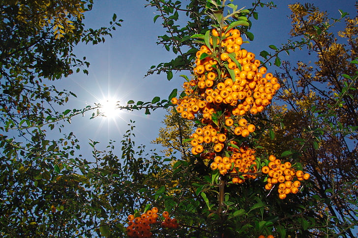 jeseni, pridelek, Berry pridelka, rumeno sadje, drevo, sonce, narave