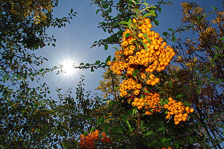 autumn, crop, berry crop, yellow fruit, tree, sun, nature