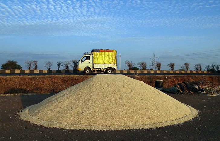 sorgo, granos, limpiar, carretera, van, Karnataka, India