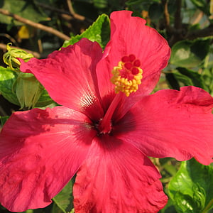 flower, hibiscus, floral, plant, natural, blossom, bloom