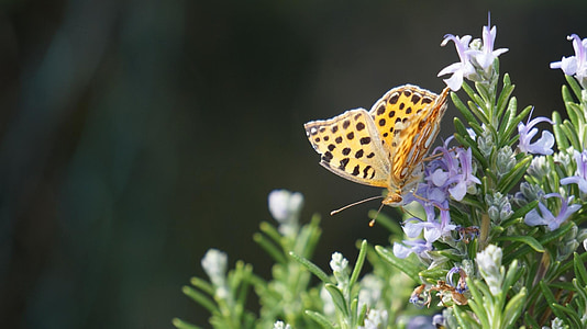 papillon, Sud, nature, été, photographie de la nature, insecte, fleurs de lavande
