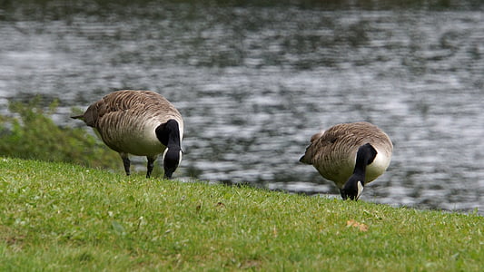 Canada goose, Branta canadensis, gans, grote vogel, eten, zomer, de vogels