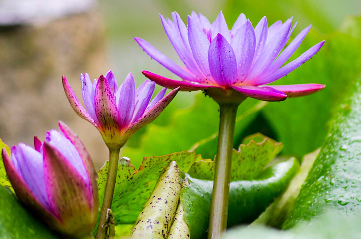 Lotosov cvijet, priroda, svježe cvijeće, cvatu, prirodni, zelena, cvijet
