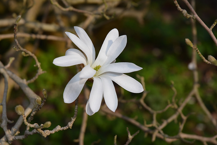 Magnolia, biela, hviezda magnolia