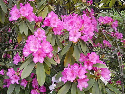 Rhododendron, rododendri, ERICACEAE, pavasara ziedi, rozā, rozā ziedu