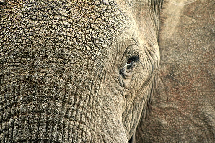elephant, animal, hide, skin, wildlife, macro, closeup