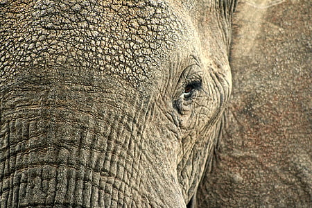 elefante, animal, esconder, pele, vida selvagem, macro, closeup