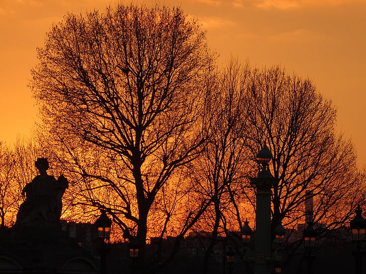 Tuileries, París, abendstimmung, taronja, posta de sol, l'hivern, arbres
