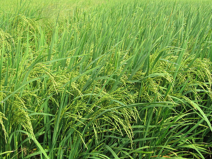 udalosť, nevo, angiang 5, Príroda, poľnohospodárstvo, farma, nelúpaná ryža