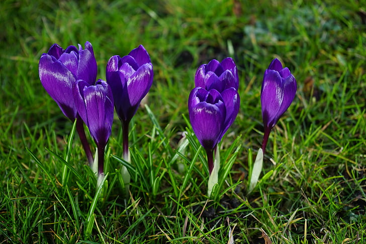 Crocus, kukat, violetti, Sulje, kevään, bühen, värikäs