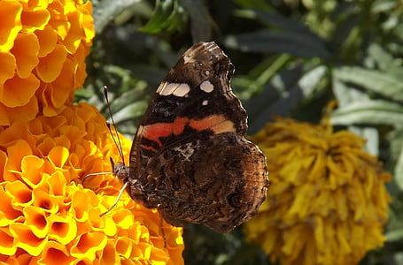 fauna, sommerfugl, vinger, natur, blomster, insekt, Butterfly - insekt