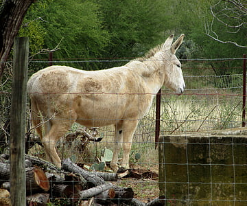 mula, burro, animal, antiguo, Blanco, naturaleza