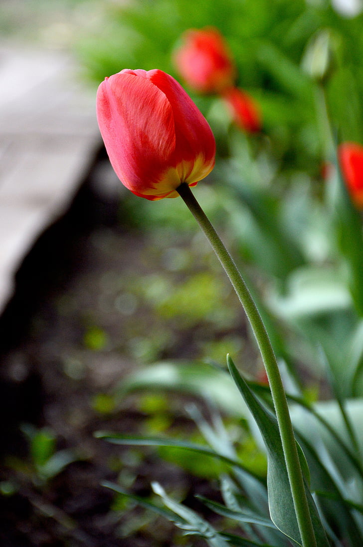 mungkin, musim semi, Tulip, bunga, mekar