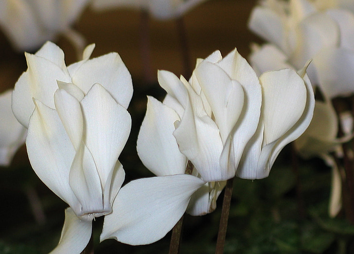 Cyclamen, valkoiset kukat, Flora, Koristekasvi, valkoinen, kukka, ruukkukasvi