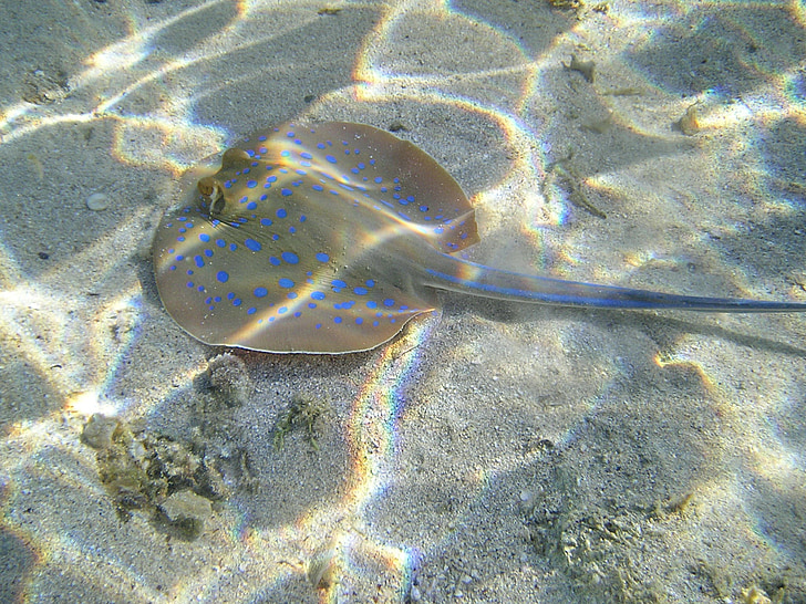 blue spotted stingrays, rays, water, egypt, sea, fish, underwater