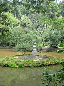 japonès, tenen, Japó, natural, arbre, natura, color verd